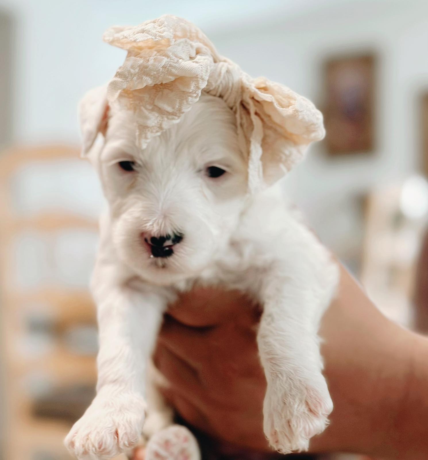 Valencia goldendoodle puppies with curly coat 