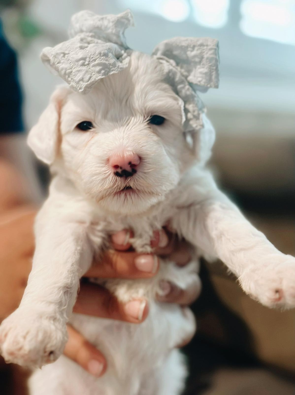 Valencia goldendoodle puppies with straight coat